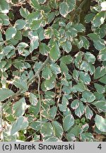 Fagus sylvatica Purpurea Tricolor