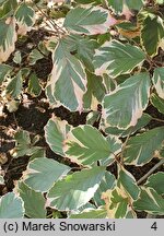 Fagus sylvatica s.str. Purpurea Tricolor