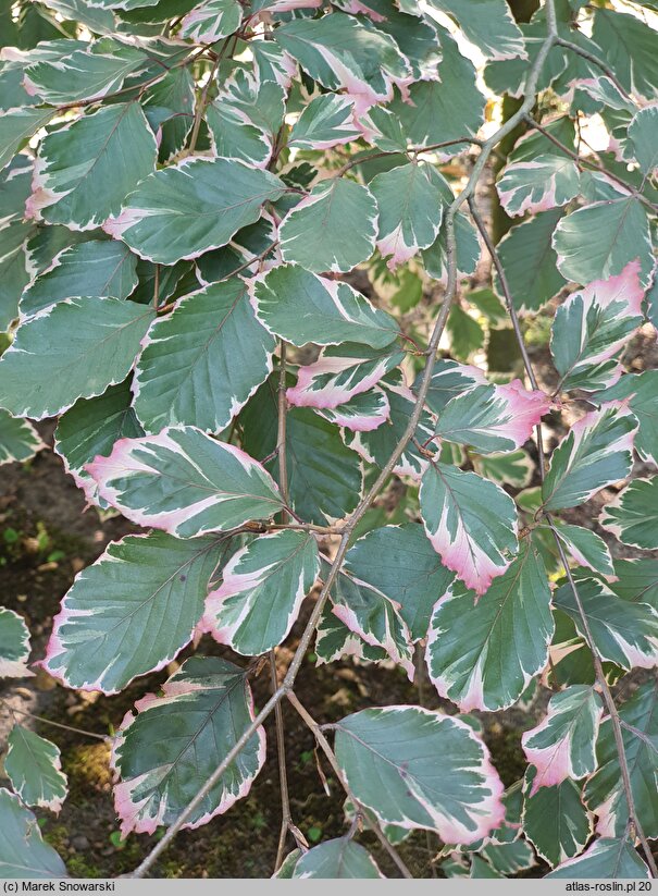 Fagus sylvatica Purpurea Tricolor