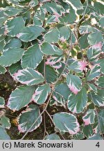 Fagus sylvatica Purpurea Tricolor