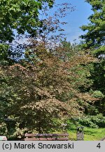 Fagus sylvatica Purpurea Tricolor