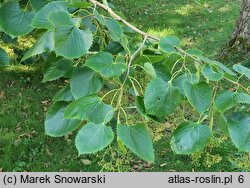 Tilia henryana (lipa Henry'ego)