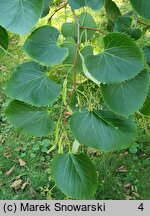 Tilia henryana (lipa Henry'ego)