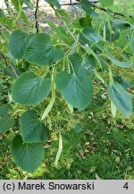 Tilia henryana (lipa Henry'ego)