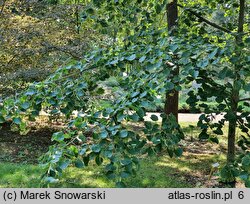 Tilia henryana (lipa Henry'ego)