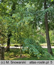 Tilia henryana (lipa Henry'ego)