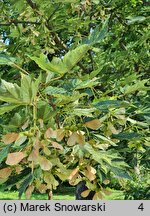 Acer pseudoplatanus Leopoldii