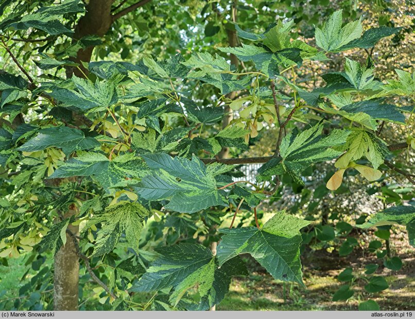 Acer pseudoplatanus Leopoldii