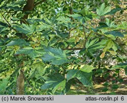 Acer pseudoplatanus Leopoldii