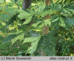 Acer pseudoplatanus Leopoldii