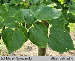 Tilia ×europaea Euchlora