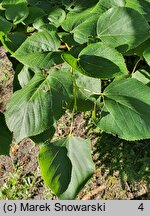 Tilia ×europaea Euchlora