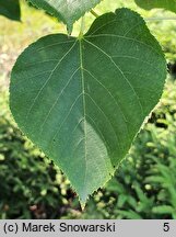 Tilia ×europaea Euchlora