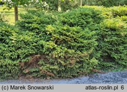 Picea abies Nidiformis