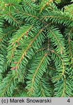 Picea abies Nidiformis