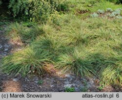 Sesleria caerulea (sesleria błotna)