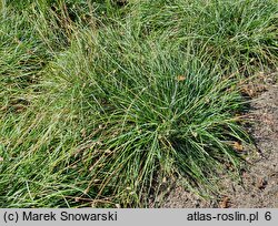 Sesleria caerulea (sesleria błotna)