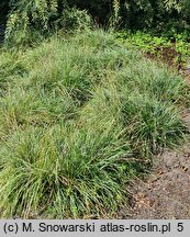 Sesleria caerulea (sesleria błotna)