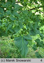 Tilia platyphyllos Laciniata