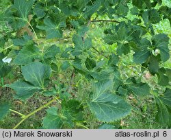 Tilia platyphyllos Laciniata