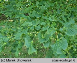 Tilia platyphyllos Laciniata