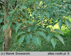 Celtis australis (wiązowiec południowy)