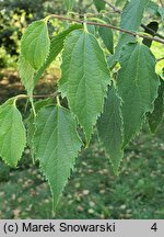 Celtis australis (wiązowiec południowy)