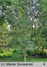 Celtis australis (wiązowiec południowy)