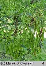 Fraxinus ornus (jesion mannowy)