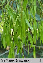 Fraxinus ornus (jesion mannowy)