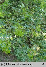 Fraxinus ornus (jesion mannowy)