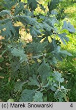 Crataegus orientalis (głóg wschodni)