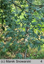 Crataegus orientalis (głóg wschodni)