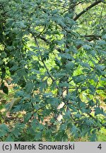 Crataegus orientalis (głóg wschodni)