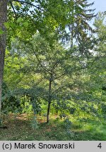 Crataegus orientalis (głóg wschodni)