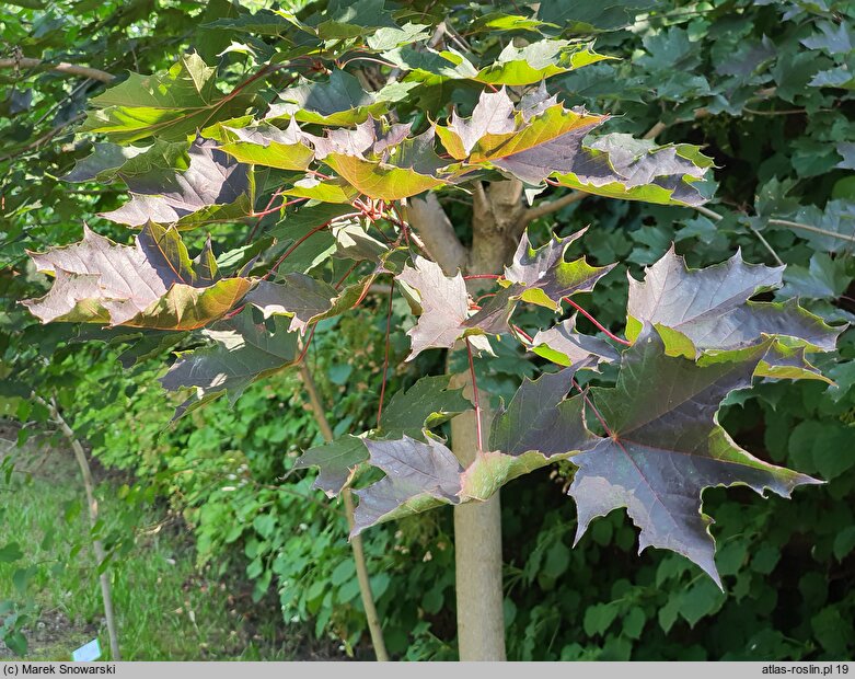 Acer platanoides Faassens Black