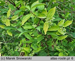 Philadelphus coronarius Aureus