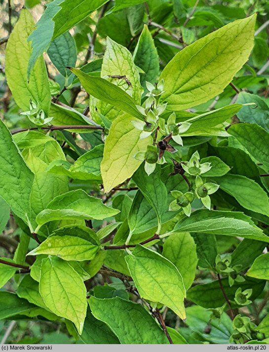 Philadelphus coronarius Aureus