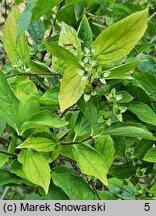 Philadelphus coronarius Aureus