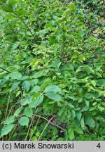 Philadelphus coronarius Aureus