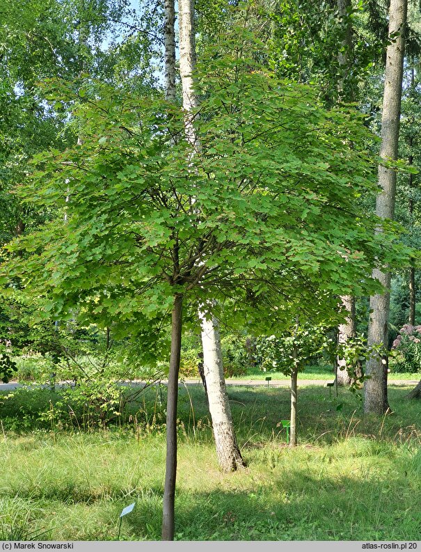 Acer platanoides Globosum