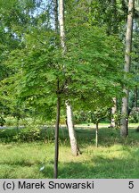 Acer platanoides Globosum