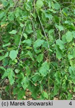 Fraxinus excelsior Diversifolia