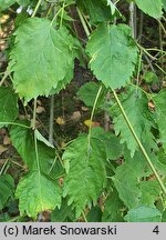 Fraxinus excelsior Diversifolia