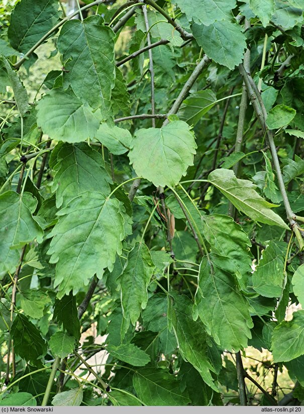 Fraxinus excelsior Diversifolia