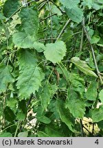 Fraxinus excelsior Diversifolia