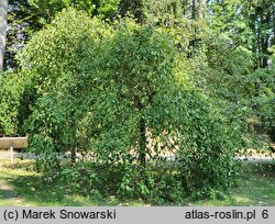 Fraxinus excelsior Diversifolia