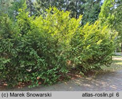 Taxus baccata Elegantissima