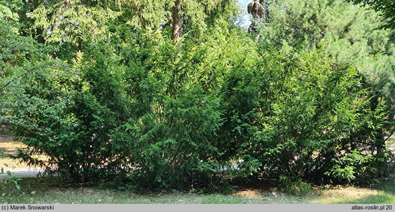 Taxus baccata Elegantissima