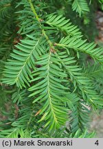 Taxus baccata Elegantissima